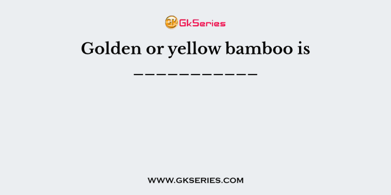 Golden or yellow bamboo is ___________