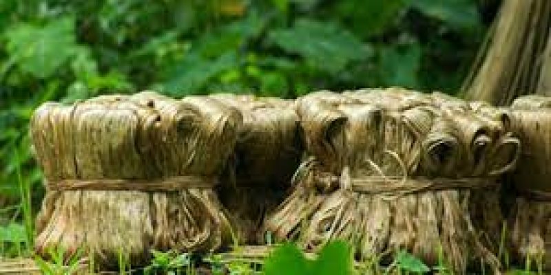 Government hikes raw jute MSP Rs 300 to Rs 5,050 per quintal