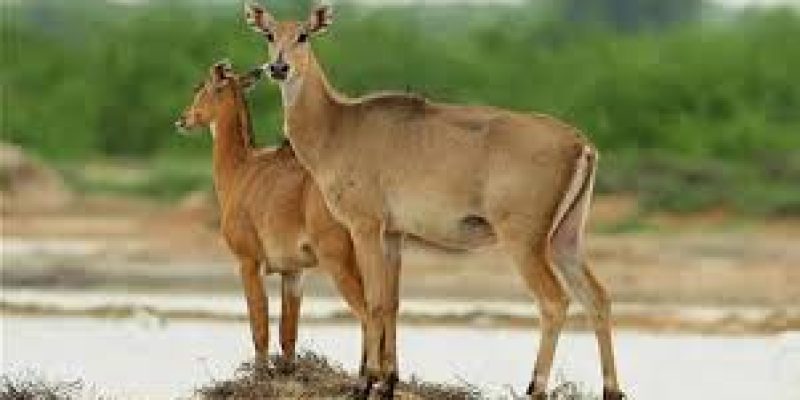 Govt Approves Nilgai Culling in Haryana