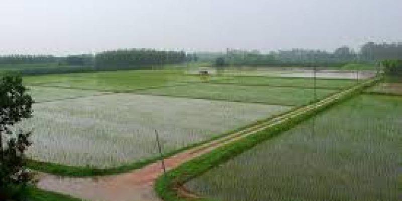 Green Revolution in India