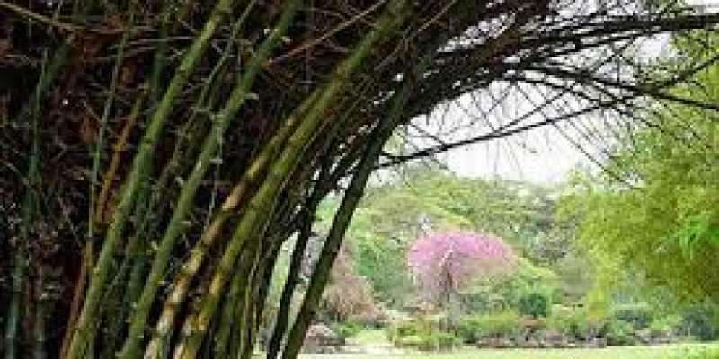 ‘Gregarious bamboo flowering’ in WWS a threat to wildlife