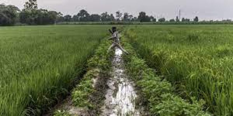 Groundwater depletion may reduce winter cropping intensity by 20% in India