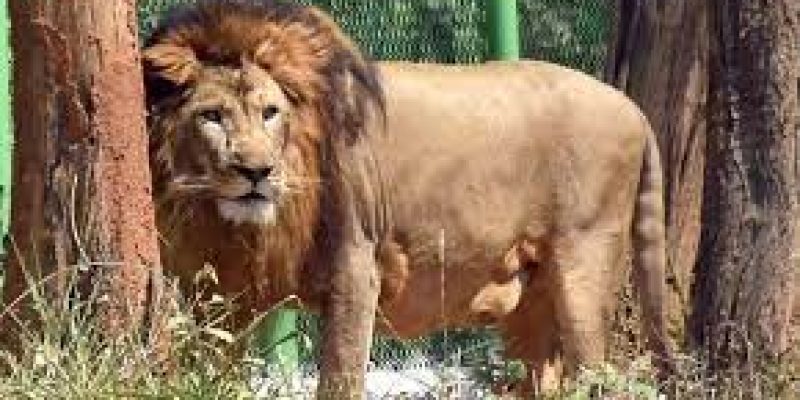 Gujarat launches ‘Sinh Suchna’ app for tracking lions