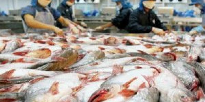 Gujarat topped the country with annual fish production of 7.8 lakh tonnes