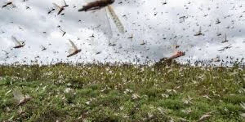 HIL INDIA to provide locust control Pesticide to Iran