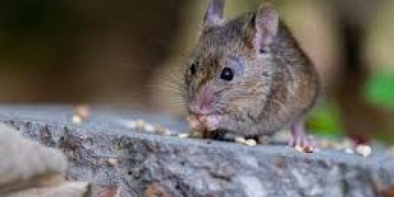 Hantavirus in China after Covid-19