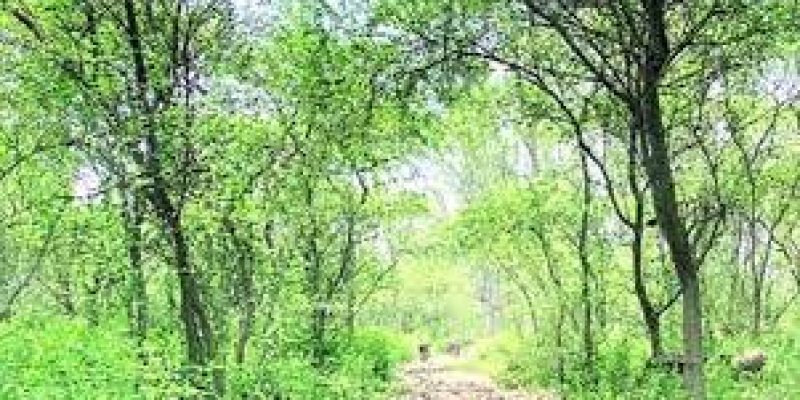 Haryana Forest Department and USAID launched TOFI Program