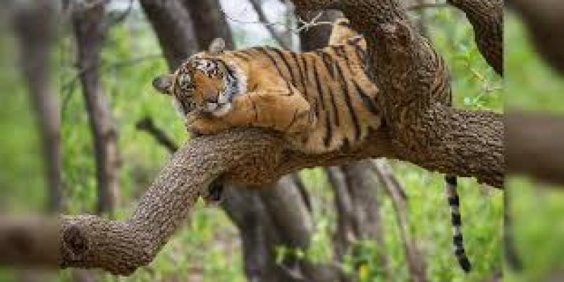 Haryana to Build Asia’s Biggest Jungle Safari