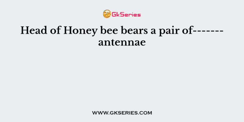Head of Honey bee bears a pair of——- antennae