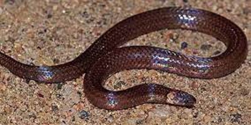 Herpetologist Deepak Veerappan has a snake named after him