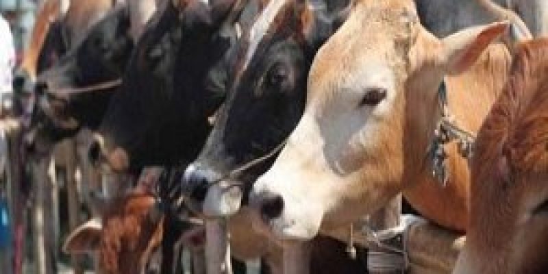 High Court declared all animals in Haryana to be ‘legal persons’