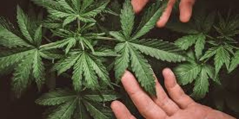 Himachal Pradesh Launches Cannabis Farming Pilot Project