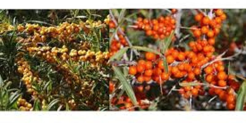 Himachal Pradesh wants to start seabuckthorn plantations