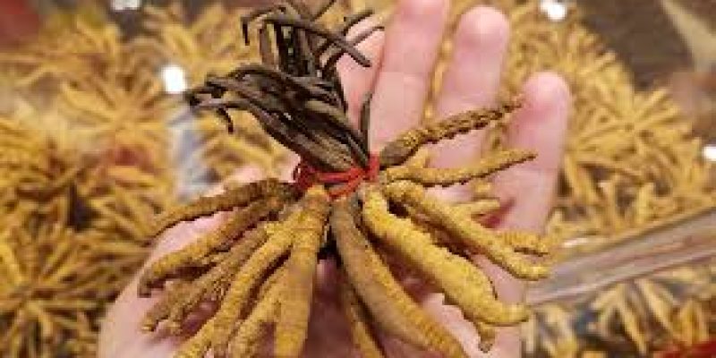 Himalayan Viagra has entered the IUCN Red List of Threatened Species