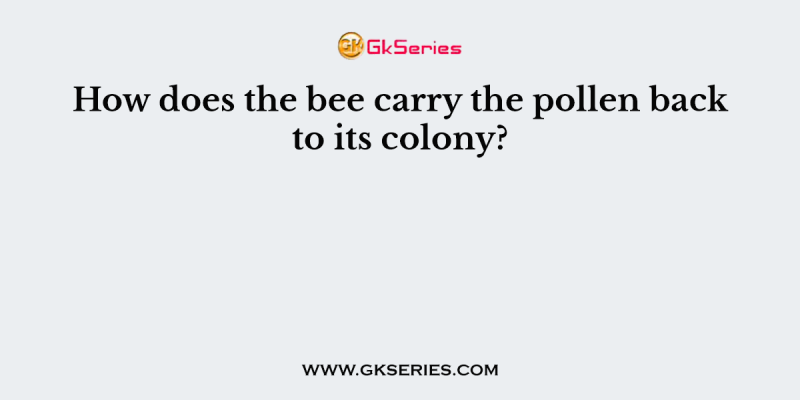 How does the bee carry the pollen back to its colony?
