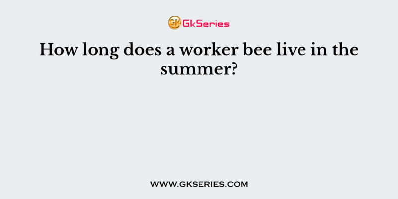 How long does a worker bee live in the summer?