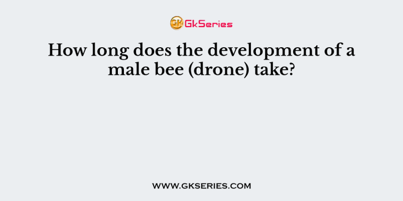 How long does the development of a male bee (drone) take?