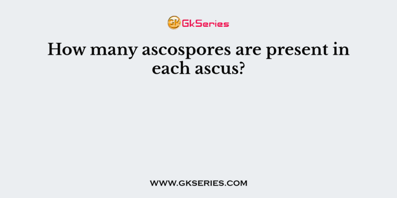 How many ascospores are present in each ascus?