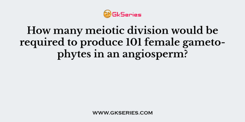 How many meiotic division would be required to produce 101 female gametophytes in an angiosperm?