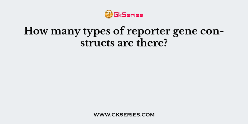 How many types of reporter gene constructs are there?