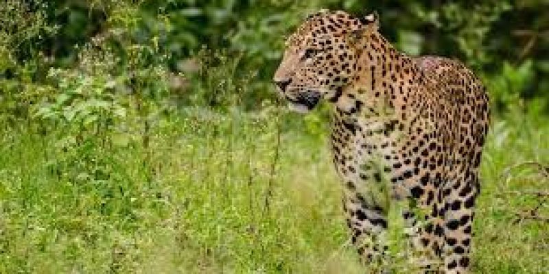 Human conflict with ‘big cat’ minimal in Uttarakhand