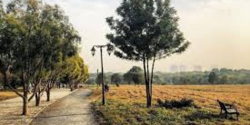 Hyderabad wins ‘Tree Cities of the World’ title