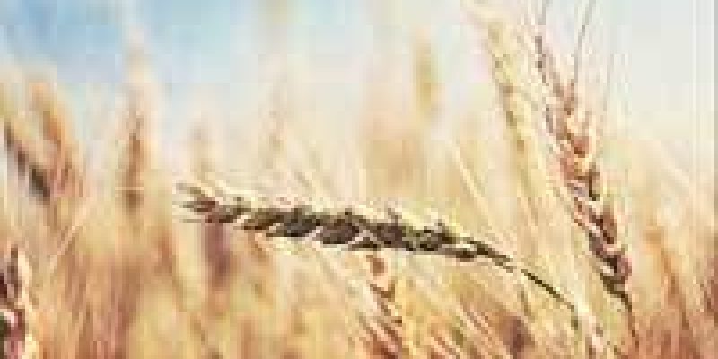 ICAR develops a new HD-3385 wheat variety that can beat the heat