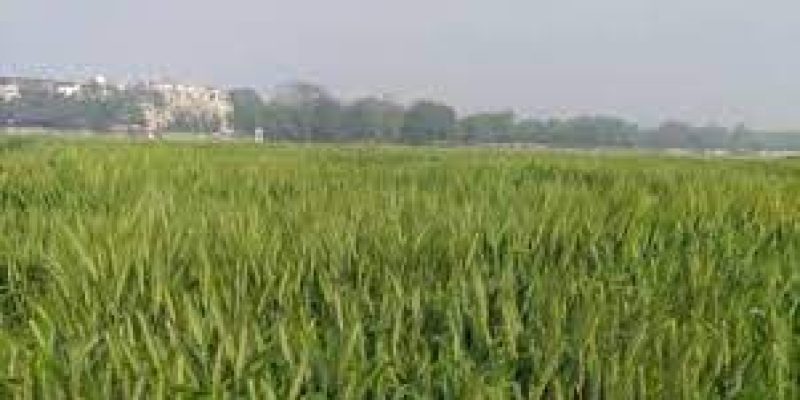 ICAR develops wheat variety to beat the heat