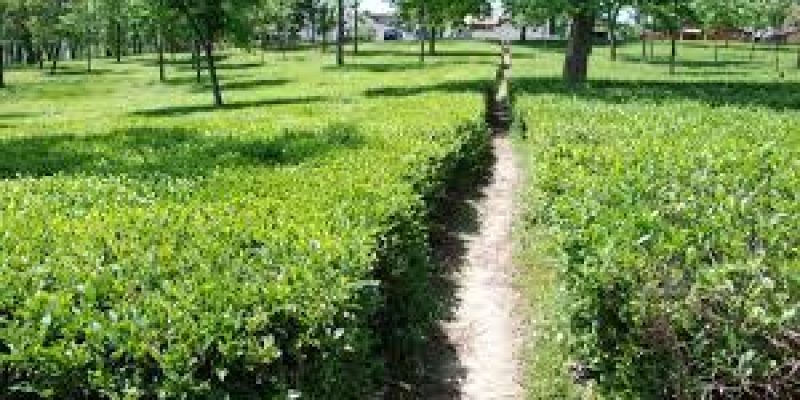ICMR to use Kangra Tea to lower coronavirus activity