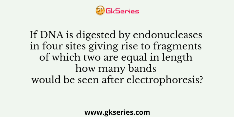 If DNA is digested by endonucleases in four sites giving rise to fragments of which two are equal in length how many bands would be seen after electrophoresis?