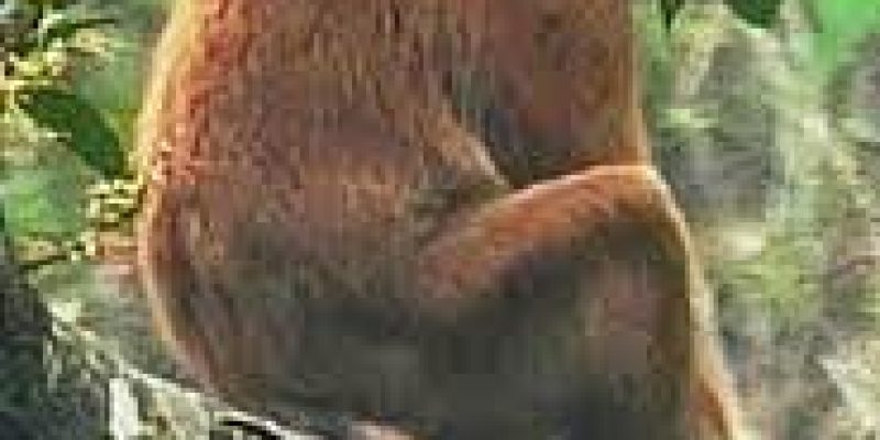 In 2022, India added 664 animal species to its faunal database