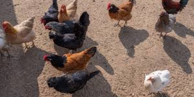 In China’s Jiangsu province, the first human case of H1ON3 bird flu reported