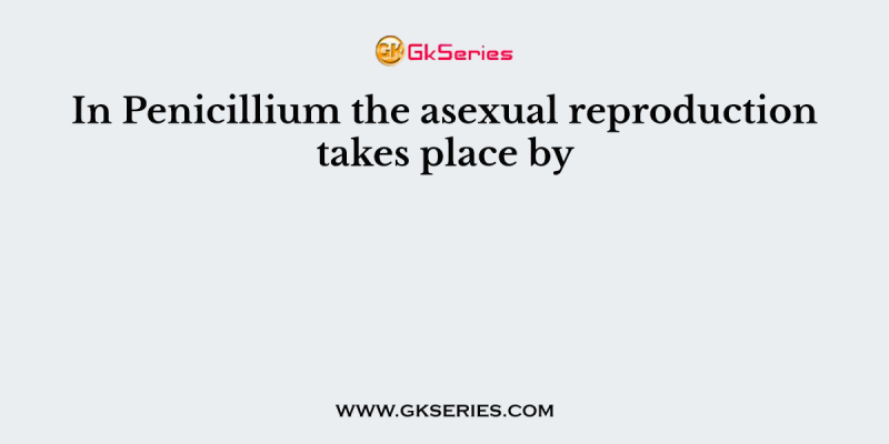 In Penicillium the asexual reproduction takes place by