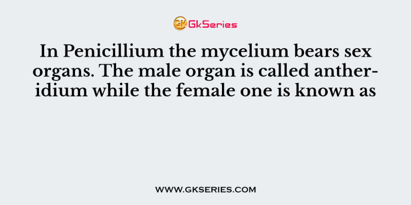 In Penicillium the mycelium bears sex organs. The male organ is called antheridium while the female one is known as