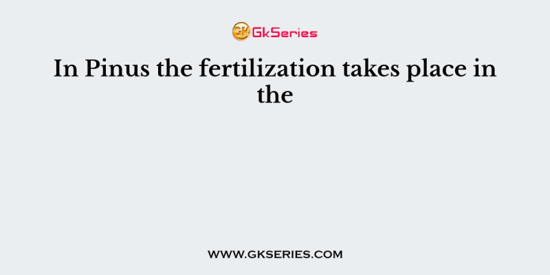 In Pinus the fertilization takes place in the