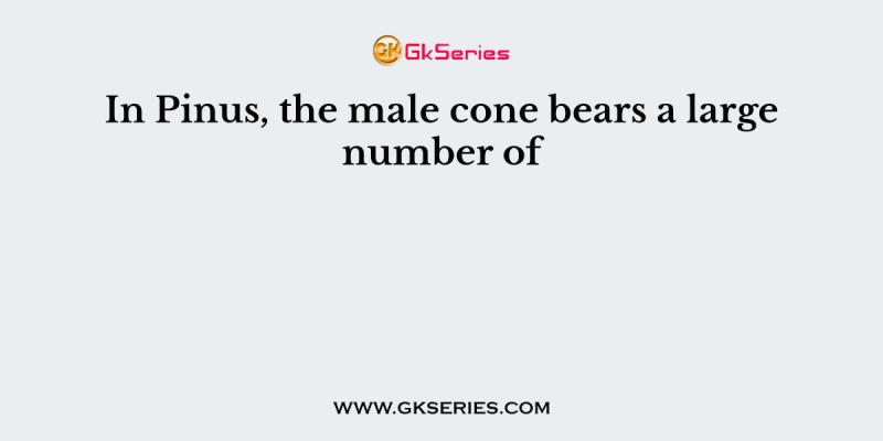 In Pinus, the male cone bears a large number of