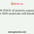 Glycerol is added to protein samples before they are loaded to the ‘wells’ of PAGE. The function of glycerol is to