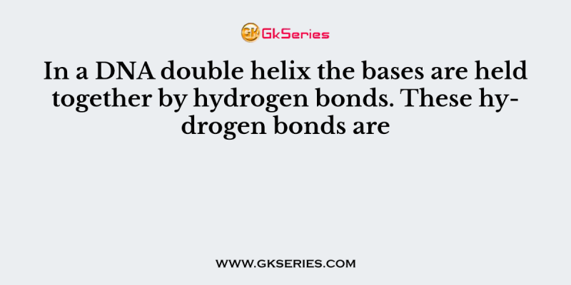 In a DNA double helix the bases are held together by hydrogen bonds. These hydrogen bonds are