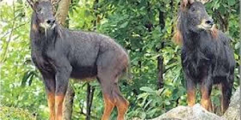 In a ‘first’, Himalayan Serow spotted in Assam