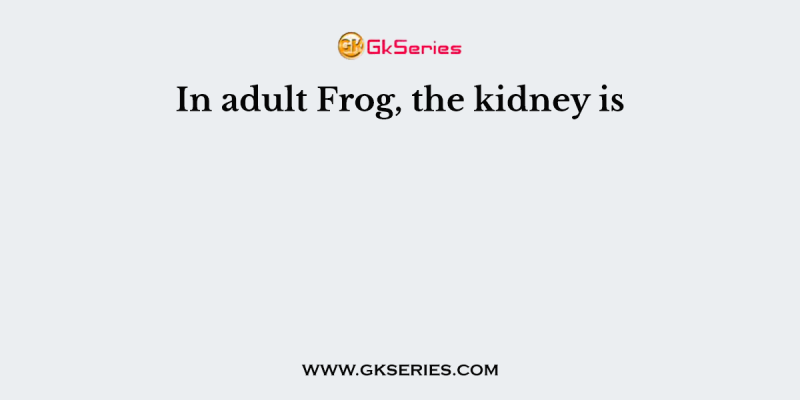 In adult Frog, the kidney is