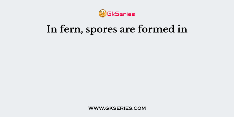 In fern, spores are formed in