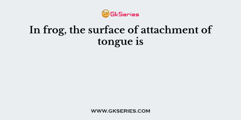 In frog, the surface of attachment of tongue is
