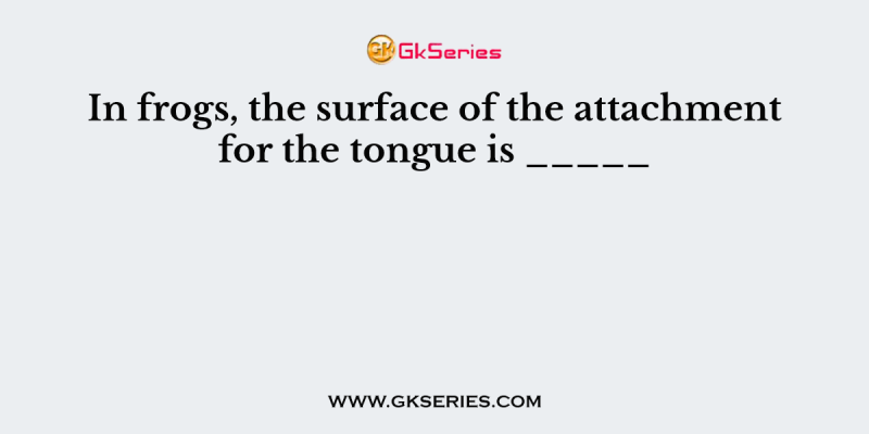 In frogs, the surface of the attachment for the tongue is _____