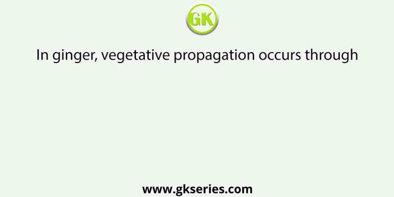 In ginger, vegetative propagation occurs through [AIPMT 2015]