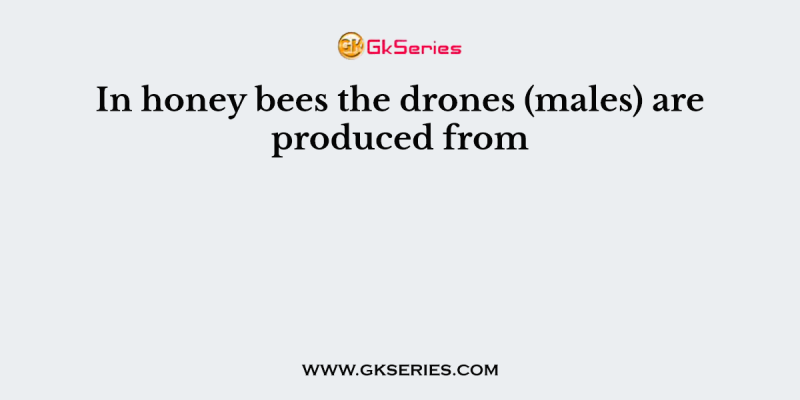 In honey bees the drones (males) are produced from