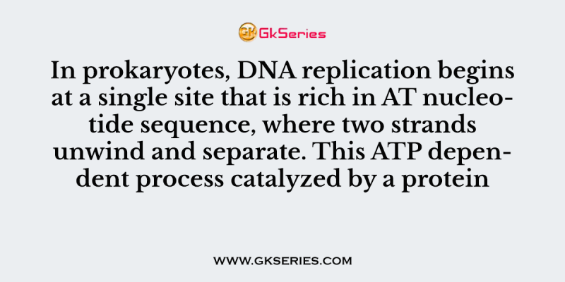 In prokaryotes, DNA replication begins at a single site that is rich in AT nucleotide sequence, where two strands unwind and separate. This ATP dependent process catalyzed by a protein