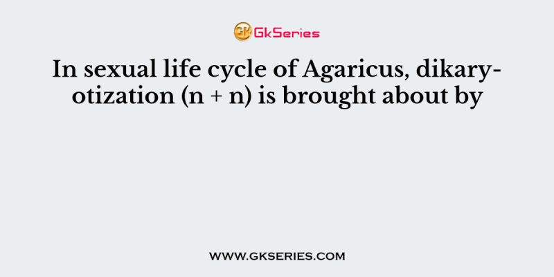 In sexual life cycle of Agaricus, dikaryotization (n + n) is brought about by