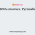 In the DNA structure, Purines are