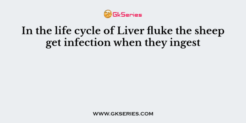 In the life cycle of Liver fluke the sheep get infection when they ingest