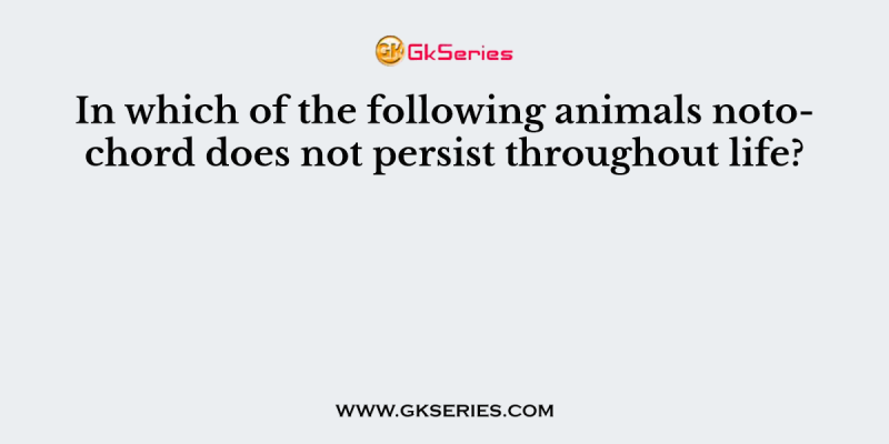 In which of the following animals notochord does not persist throughout life?